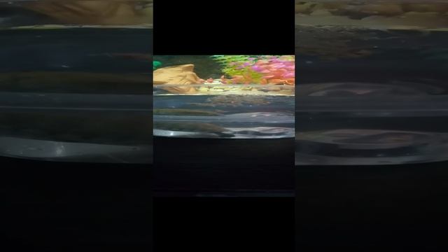 VID_20241202_122513.mp4