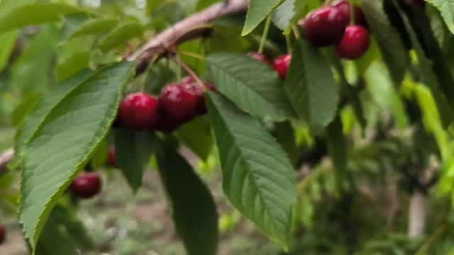 Обзор Черешни Василиса 21.06.2024