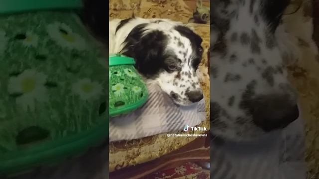 Чей туфля?...)))
