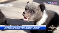 В Бурятии полицейские забрали у владельца отеля двух медвежат