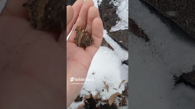 Нашёл бабочку в дровишках