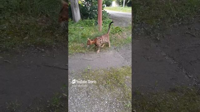 КОЛЯ ДЕЛИТ ТЕРРИТОРИЮ С ИНОСТРАННЫМ КОТОМ!!!Shorts