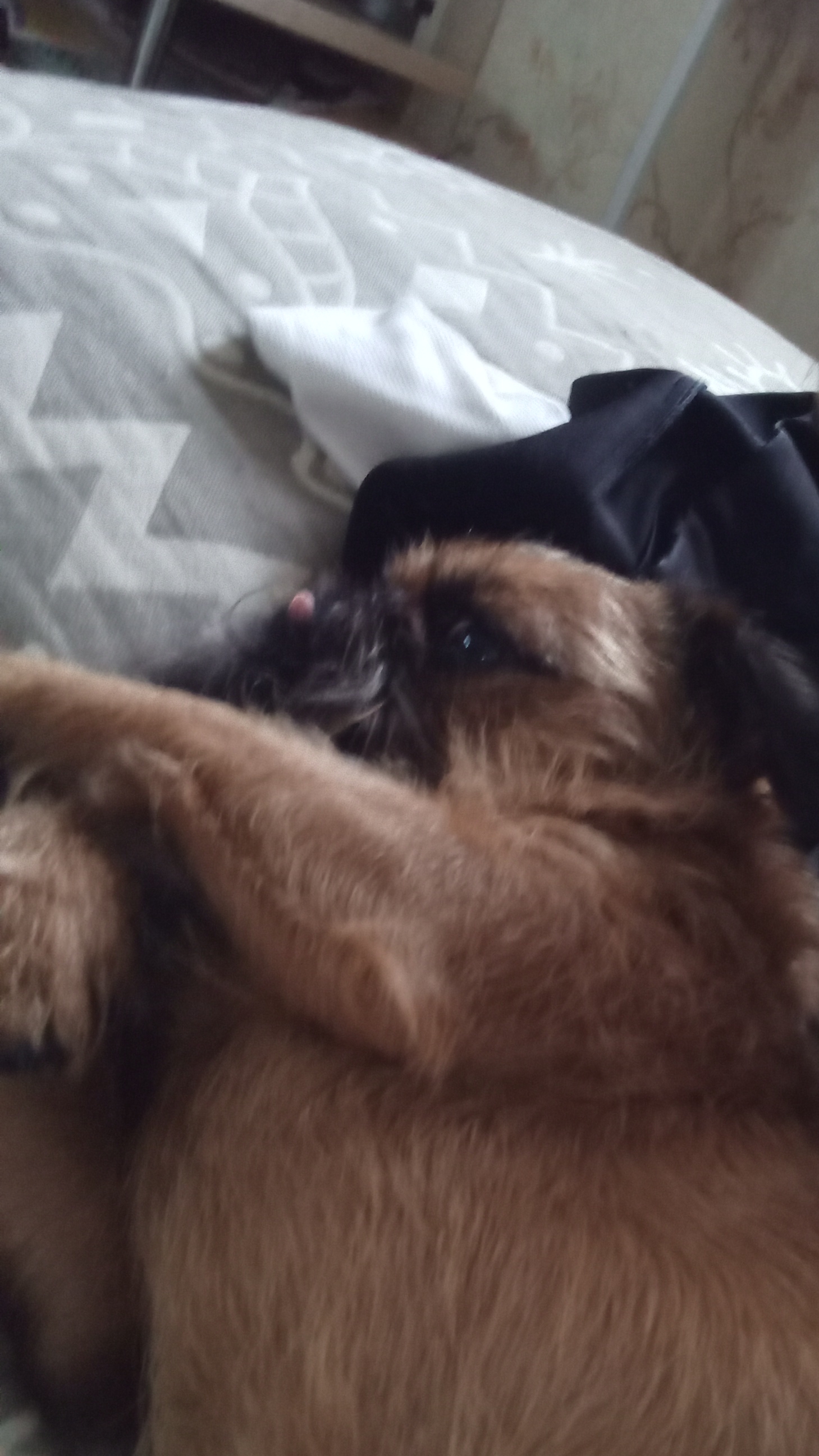 I love my dog ♥️♥️♥️ сказал Матвей Веденин