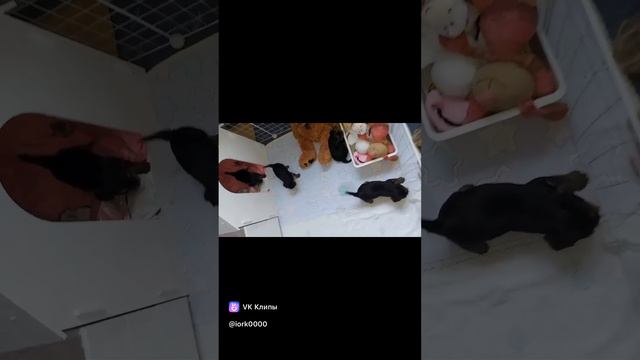 Сегодня детки переехали уже в маленький манеж🥰🤗Все интересно
