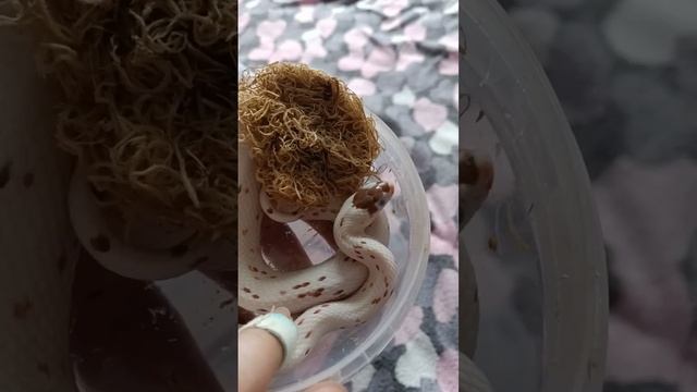 🤗 #рекомендации #змея #snake #рептилии #рептилия #reels #змеявруках #эублефар #королевскийпитон