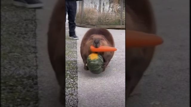 Хороший день. Дмитрий Шлапак