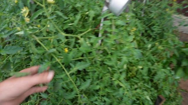 Собираю урожай на даче показываю сколько помидор и огурцов собрал за сегодня