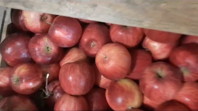 Яблоки. Беркутовское. 
Саратовская область. г. Хвалынск