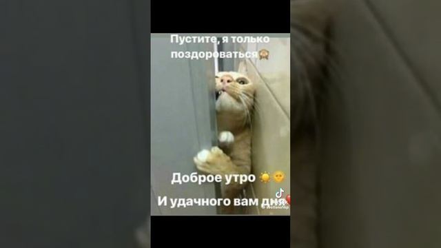 СУББОТА ИМБАААА! _ Мем _ Котики