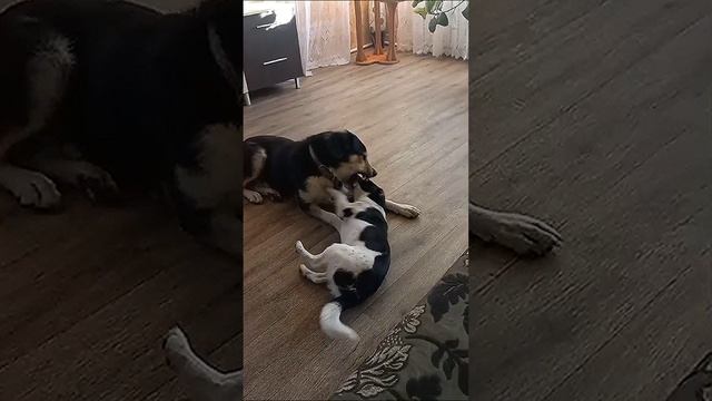 Вот так весело и хорошо живется Шарику на передержке, ищем ему дом! 🤗🥳🤭
