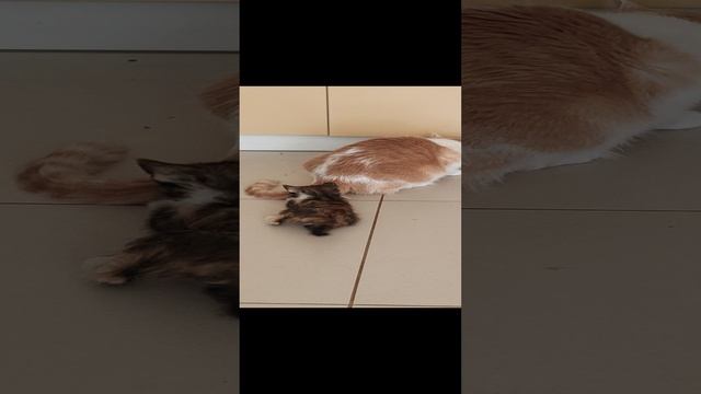 1000058204.mp4