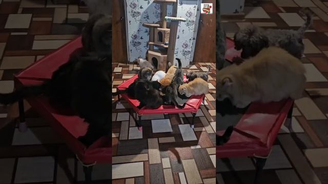Ребята от души поблагодарили Parvus за подарок 🎁🙏❤️ устроили праздник 🎉😻 и пожелали Всем Счастья