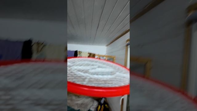 Муха проснулась