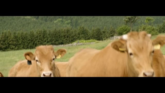 From Farm to Cloud: Korean Air’s First-Class Secret Ingredients