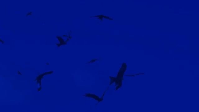 Birds Flying In Slow Motion   Red Kite Bird Extravaganza 1
