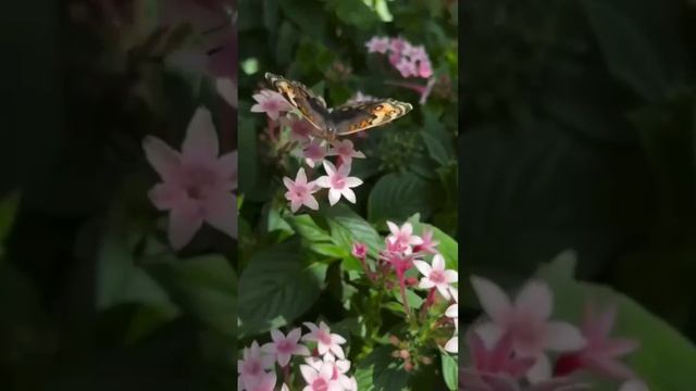 Бабочка 🦋

 #Бабочка  #цветы
