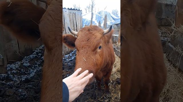 моё хозяйство