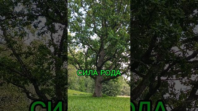 Почувствуй энергию рода🌳🌳🌳