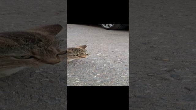 1000025792.mp4Лето.02.12.2024г.