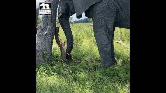 Morula demonstrating her bark stripping skills | Living With Elephants Foundation | Botswana |