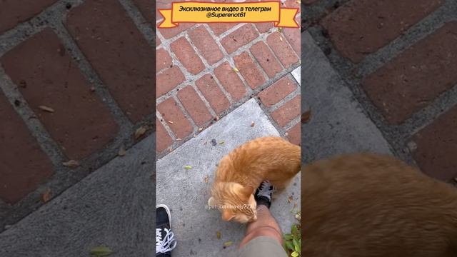 Коты атакуют