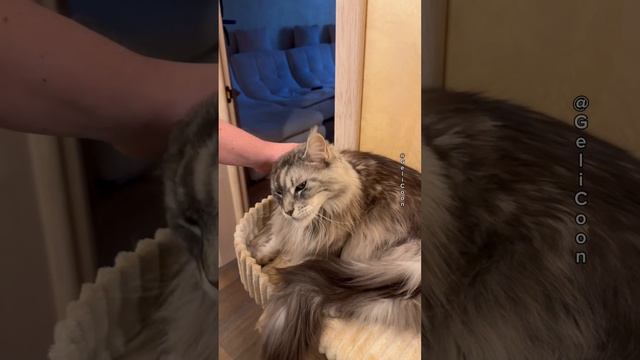 Такой разный Мейн-Кун😹