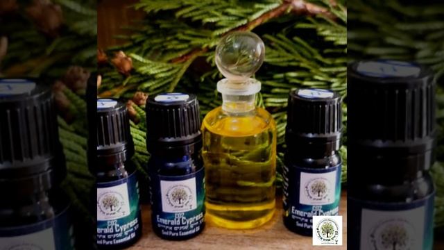 Beautiful Emerald Cypress essential oil at aytzchayim.com