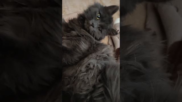 А у нас плюс одна мурлыка, у которой, к сожалению, умерла молодая хозяйка.😔