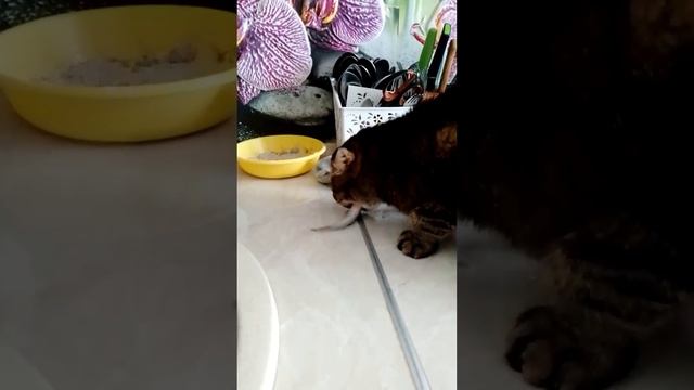 бандит