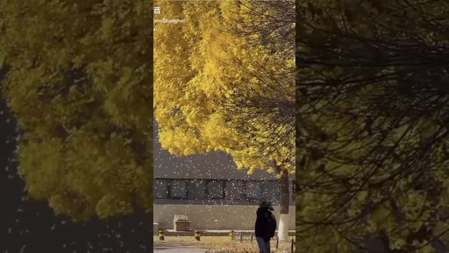 scene_output.mp4