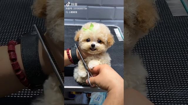 scene_output.mp4