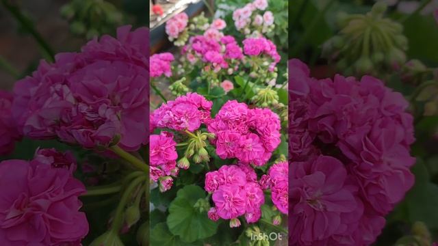 Пеларгония сортовая Ю Настасья Филлиповна