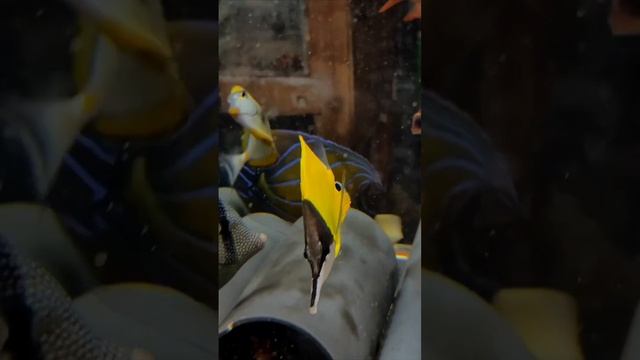 Ангел кольчатый