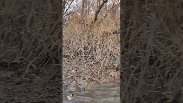 Ловля окуня по холодной воде, зимой ...