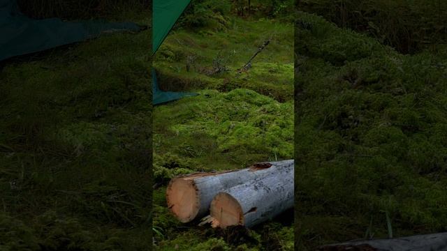 Поход в лес с тентом