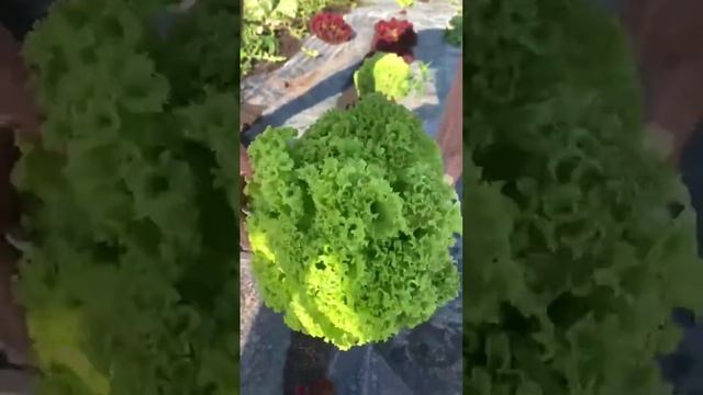 #салат #лолло_россо #зелень