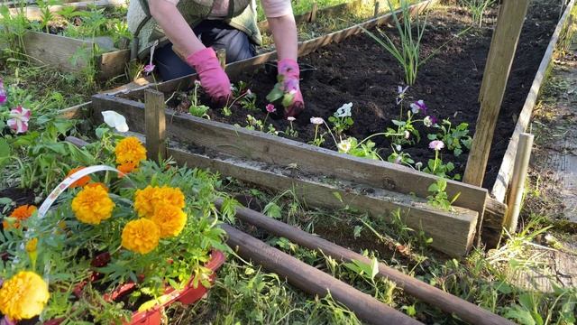 Труд до седьмого пота - дача сажаем анютины глазки и другие цветы закупки в леруа для ремонта кухни.