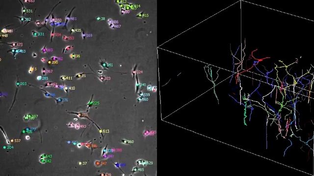 Stem Cell Tracking with Linage Tree