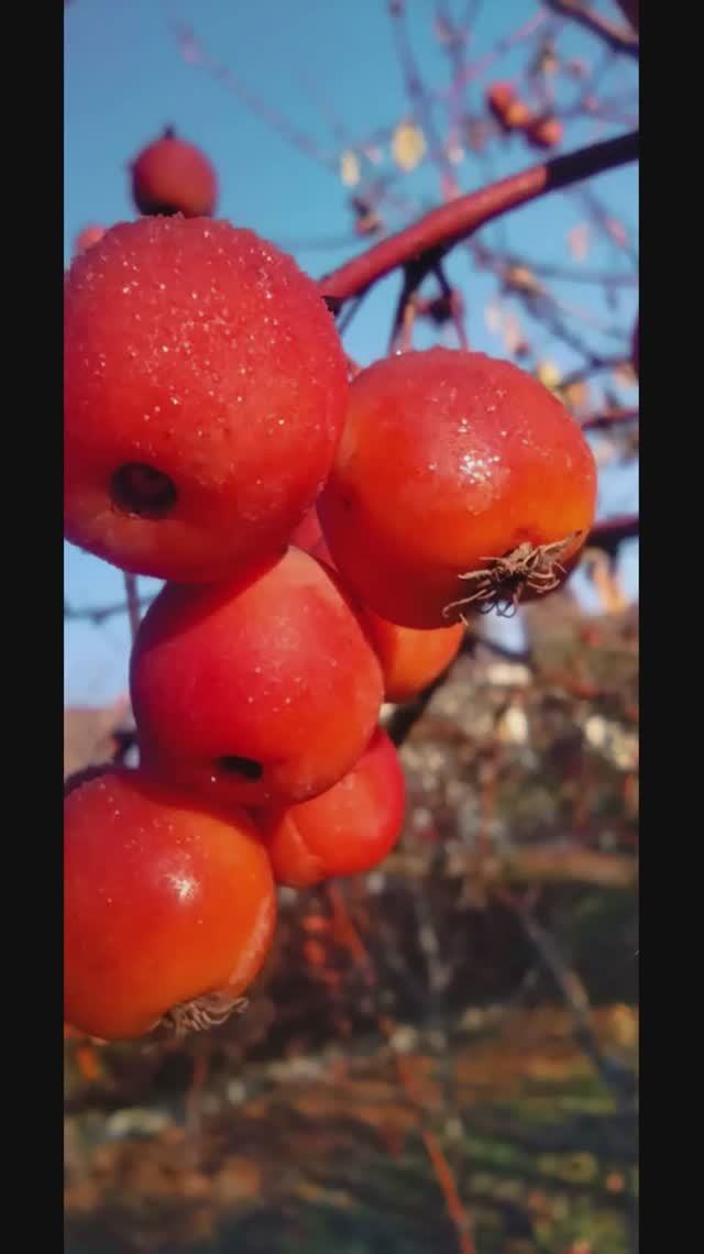 Благодарю ноябрь..(премьера)