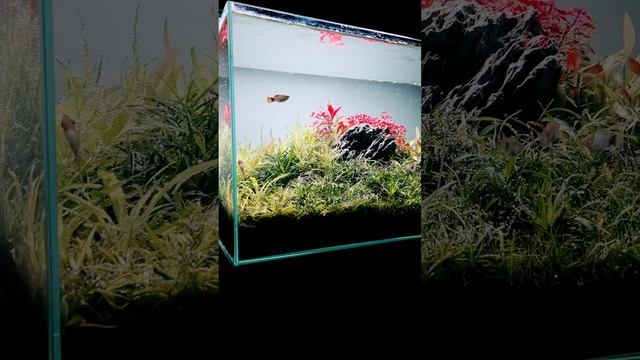 High Impact Aquascapes