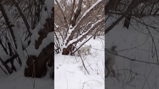 прогулка