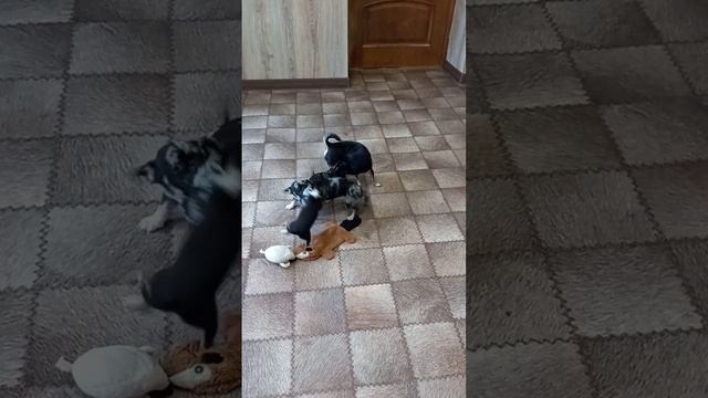 НАМ НЕКОГДА СКУЧАТЬ