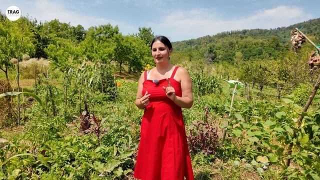 Kako Se ODBRANITI Od KOMARACA U Bašti?