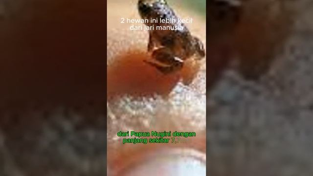 2 Hewan Vertebrata terkecil #animals #katak #ikan