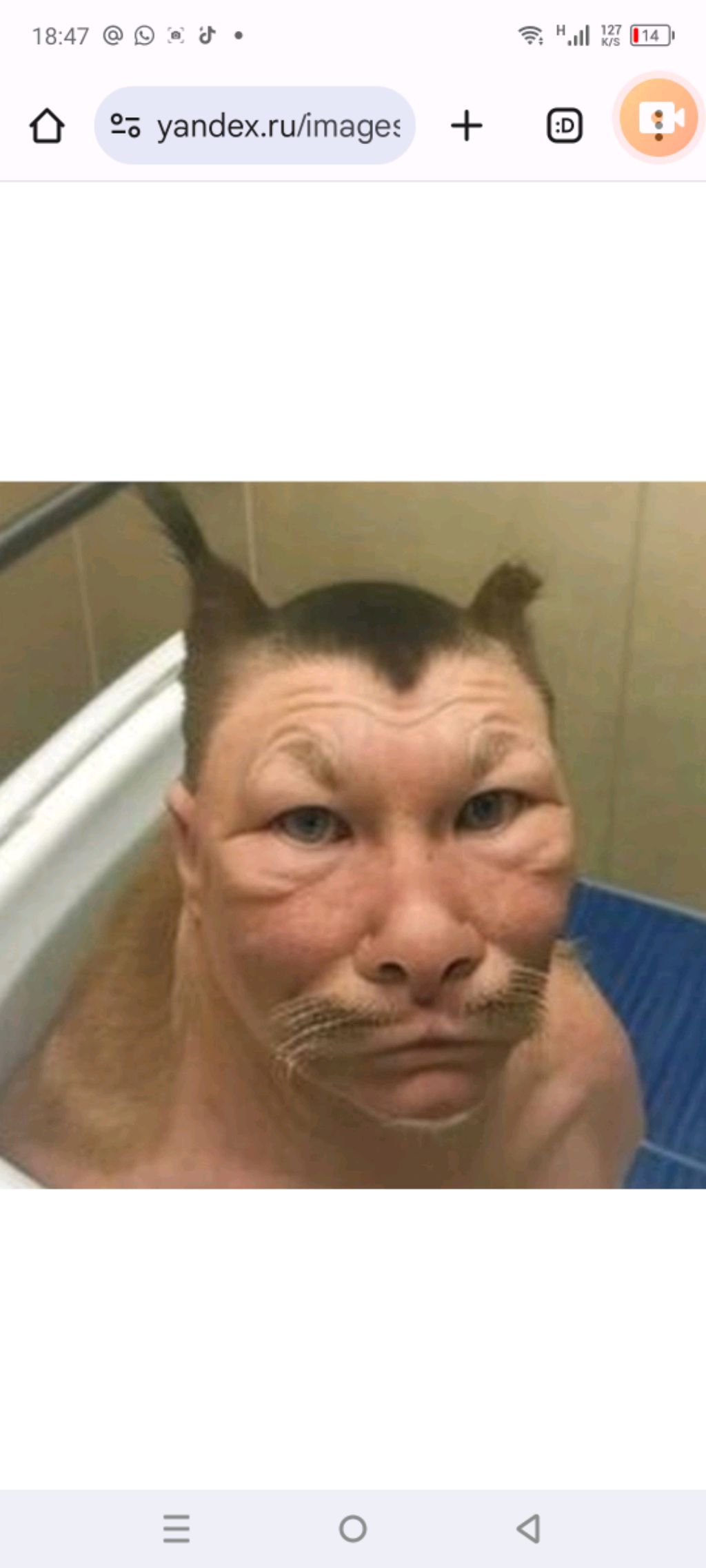 вобла