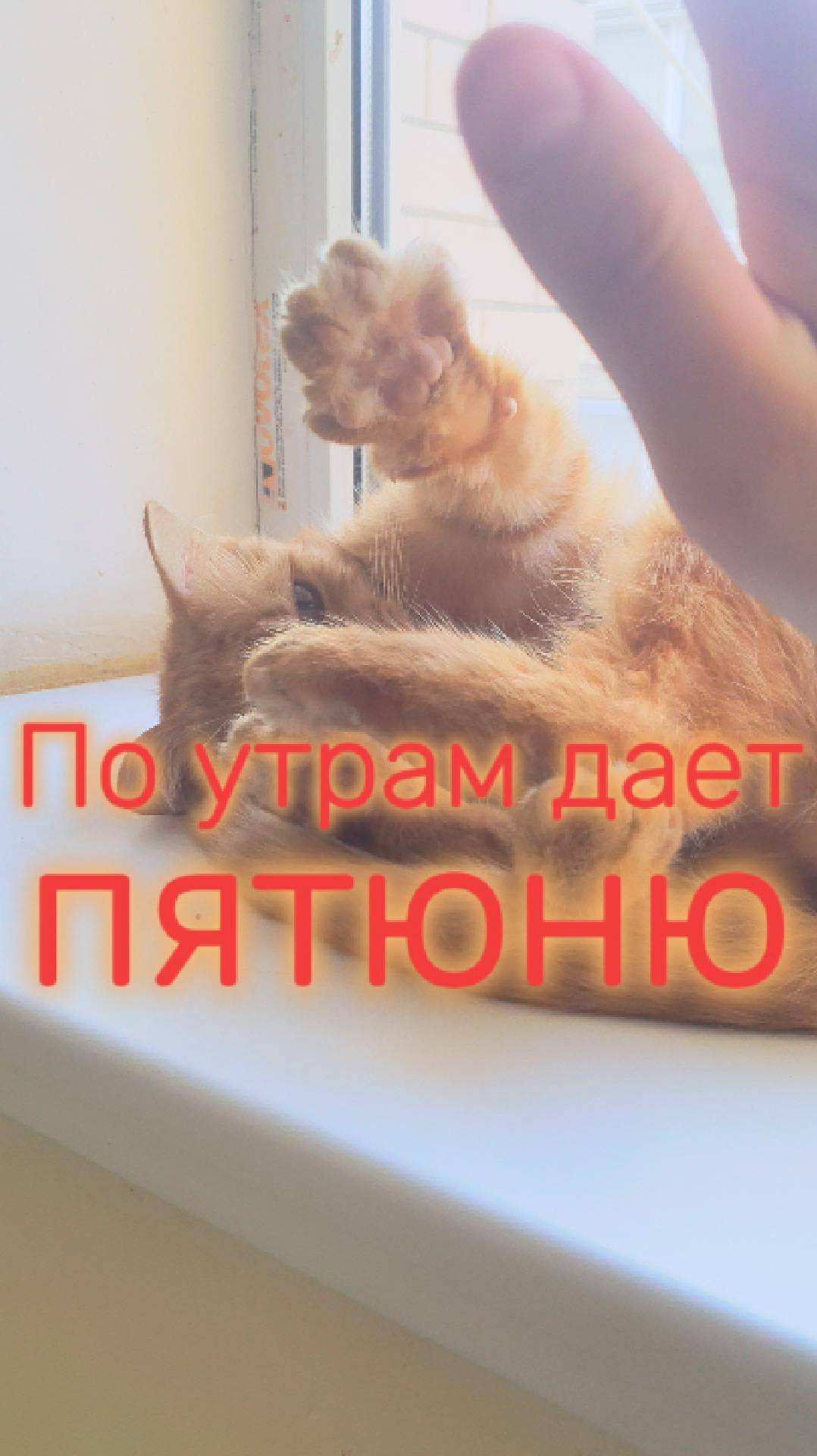 Котик дает пять по утрам, Приколы с котами!