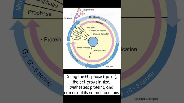 Phases of the cell cycle/Class 11/ NEET/NCERT /CBSE