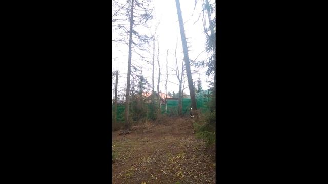 От корня