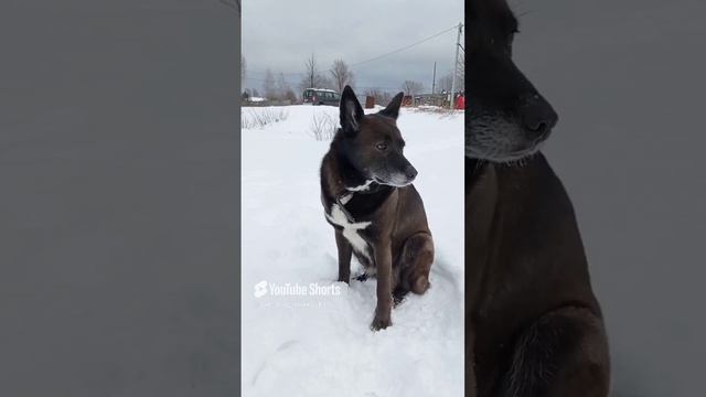 Собачка набегалась и делает очень важный вид