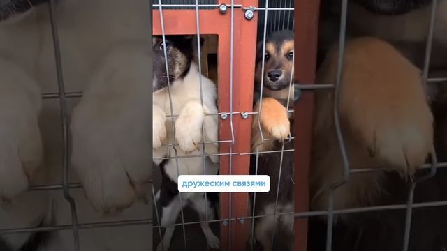 Что нужно знать прежде, чем взять собаку из приюта?